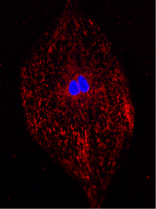 betway西汉姆联官网