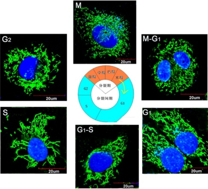 betway西汉姆联官网